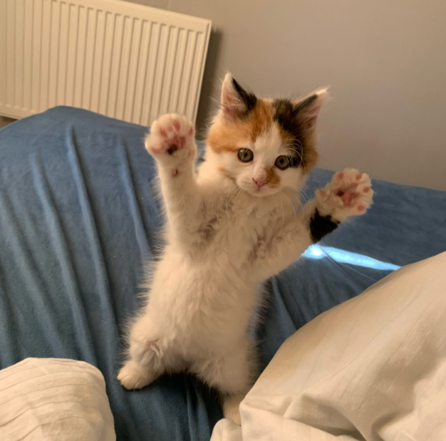 Screenshot2025-11-18at21.51.59