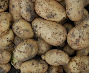 Картофель для варки в мундире, весовой