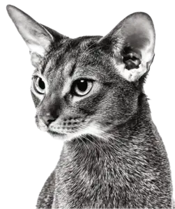 Бесплатный прием ветеринара по всей РФ оффлайн и онлайн (cобаки и кошки)