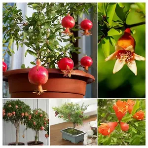 Гранат комнатный Гранада
