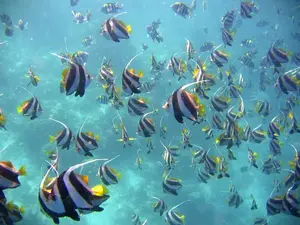 Авиабилеты Москва-Мале в обе стороны (9-11.02)